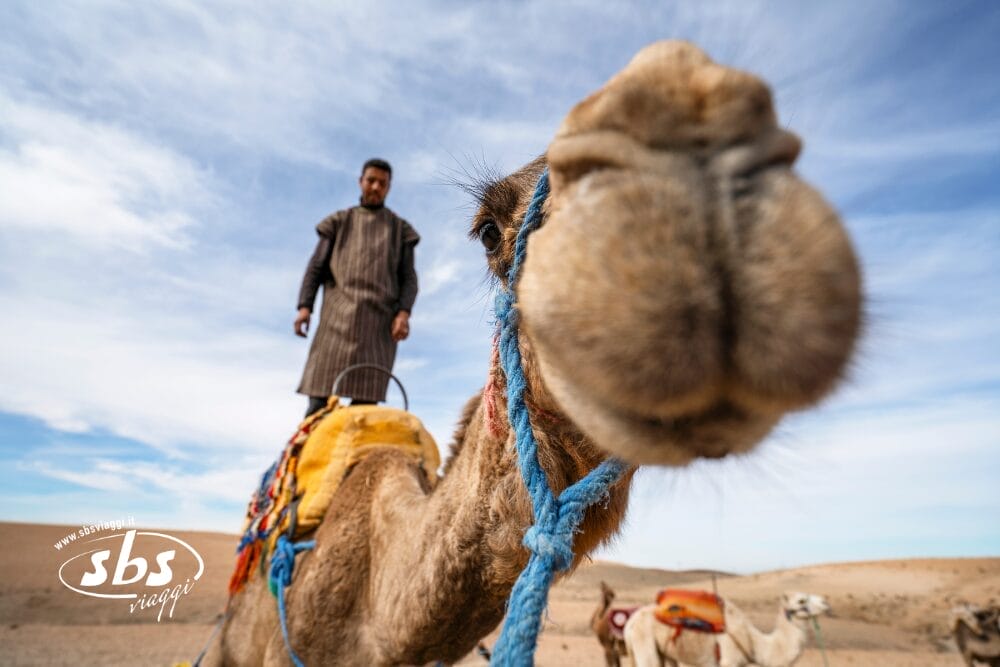 Primo piano del muso di un cammello con un uomo in abiti tradizionali che lo cavalca in un paesaggio desertico durante un tour privato. Un altro cammello e le dune di sabbia sono visibili sullo sfondo sotto il cielo blu del Marocco.
