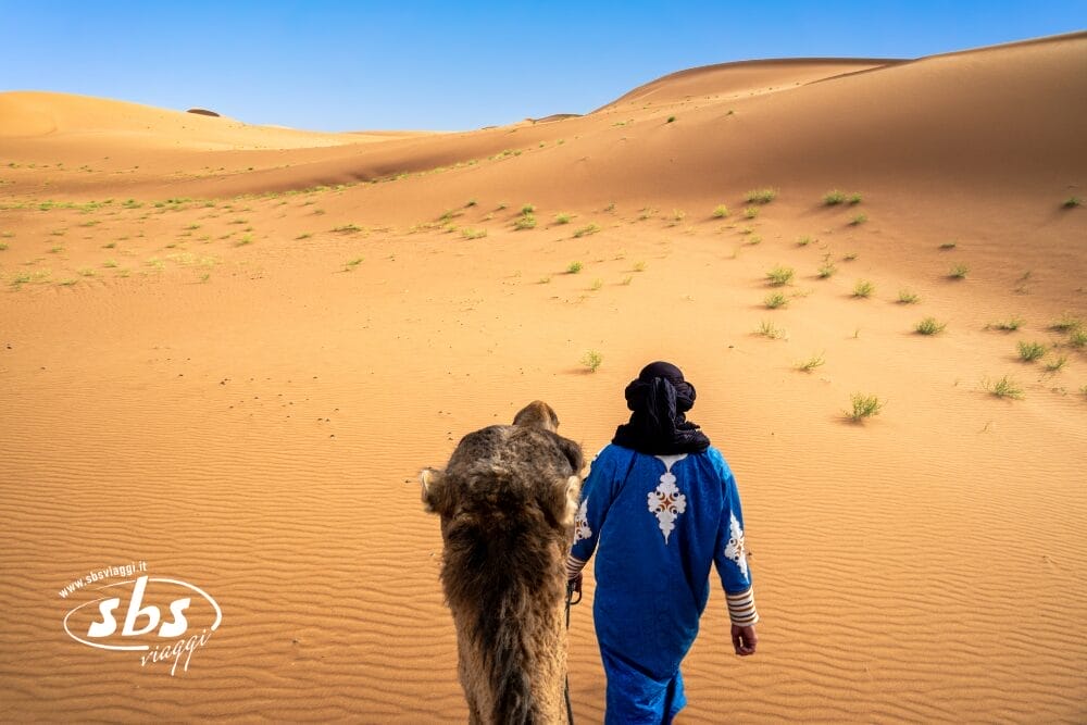 Una persona in tunica blu conduce un cammello attraverso dune sabbiose sotto un cielo azzurro e limpido, con ciuffi d'erba verde sparsi nel paesaggio desertico: una scena classica di un tour Best of Morocco.