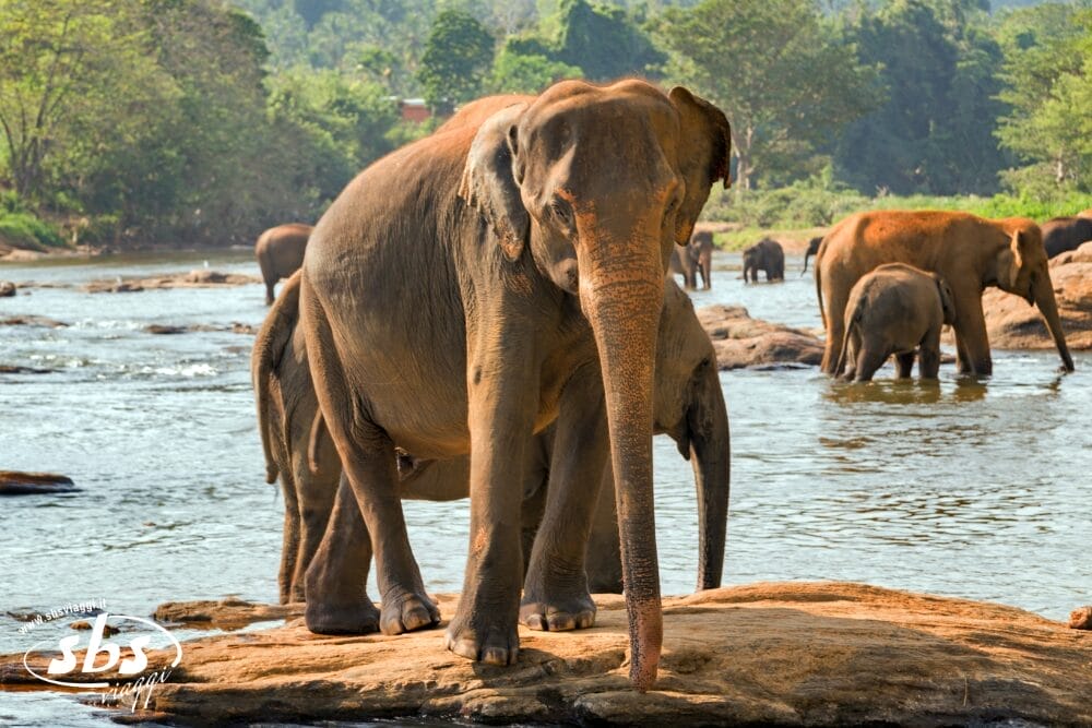Un gruppo di elefanti si trova a guadare un fiume poco profondo circondato da rocce e alberi verdeggianti, con un elefante in primo piano rivolto verso la macchina fotografica, che cattura un momento come per una bozza automatica.