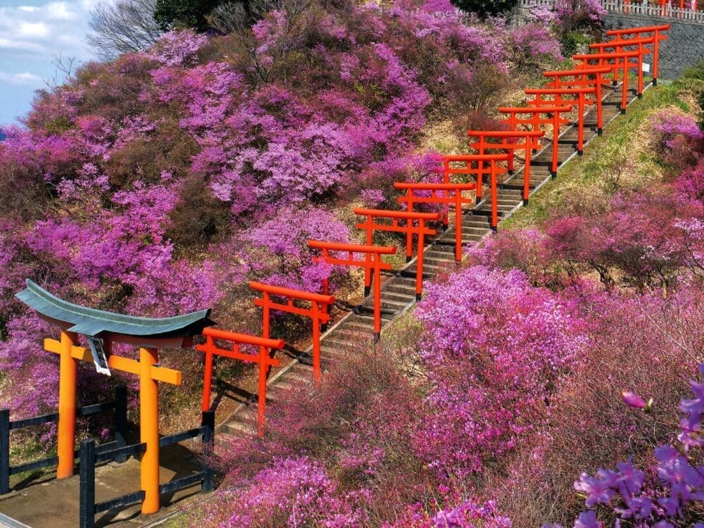 Una scalinata in pietra, fiancheggiata da cancelli torii di colore rosso vivo, si snoda su una collina ricoperta di cespugli fioriti di colore rosa e viola, creando un contrasto sorprendente con la vegetazione lussureggiante.