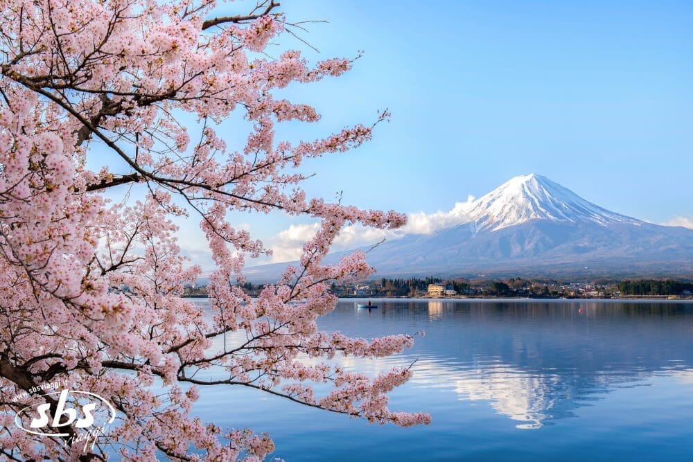 Fiori di ciliegio in piena fioritura incorniciano un lago sereno, con il monte Fuji innevato che si staglia sullo sfondo sotto un cielo azzurro e limpido. L'acqua calma riflette sia la montagna che i fiori rosa come una bozza automatica naturale.