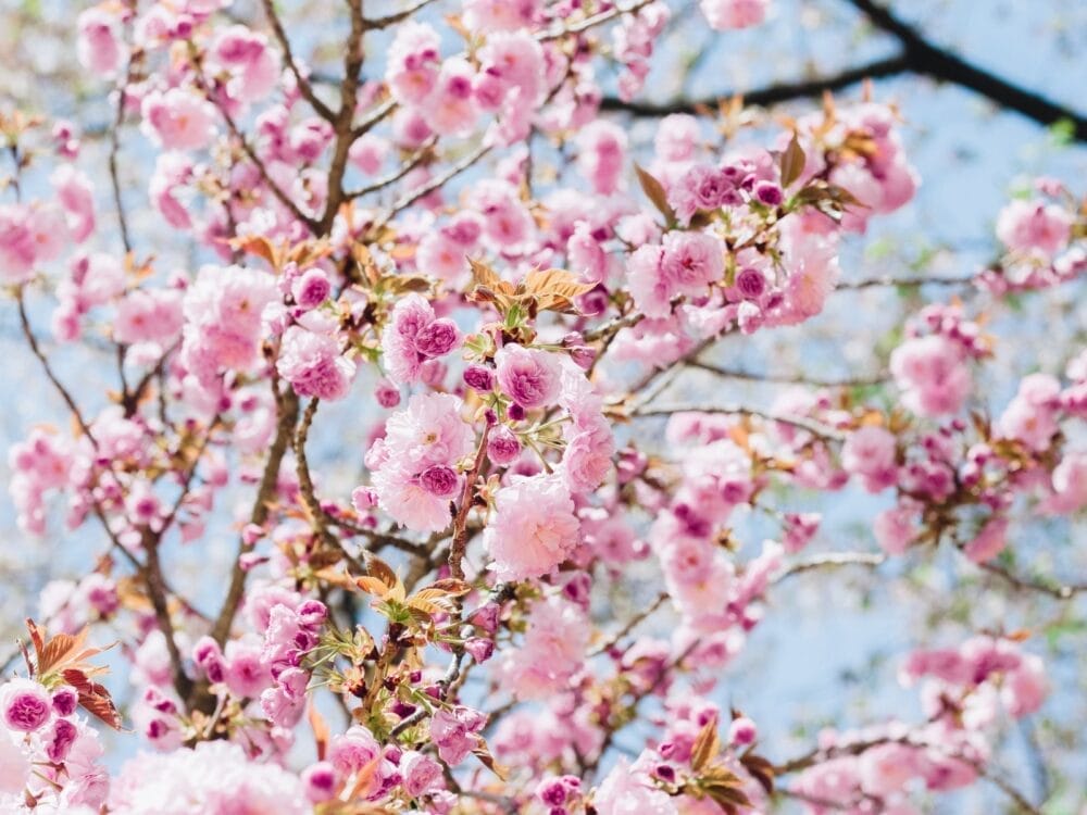 Rami di un albero ricoperti da grappoli di fiori di ciliegio di un rosa vibrante contro un cielo blu brillante in Corea del Sud, con foglie verdi e luce del sole tenue che mette in risalto i fiori delicati - una scena direttamente da un sogno coreano.