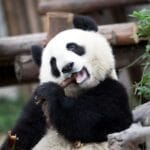 Panda Tour – I Tesori del Sichuan