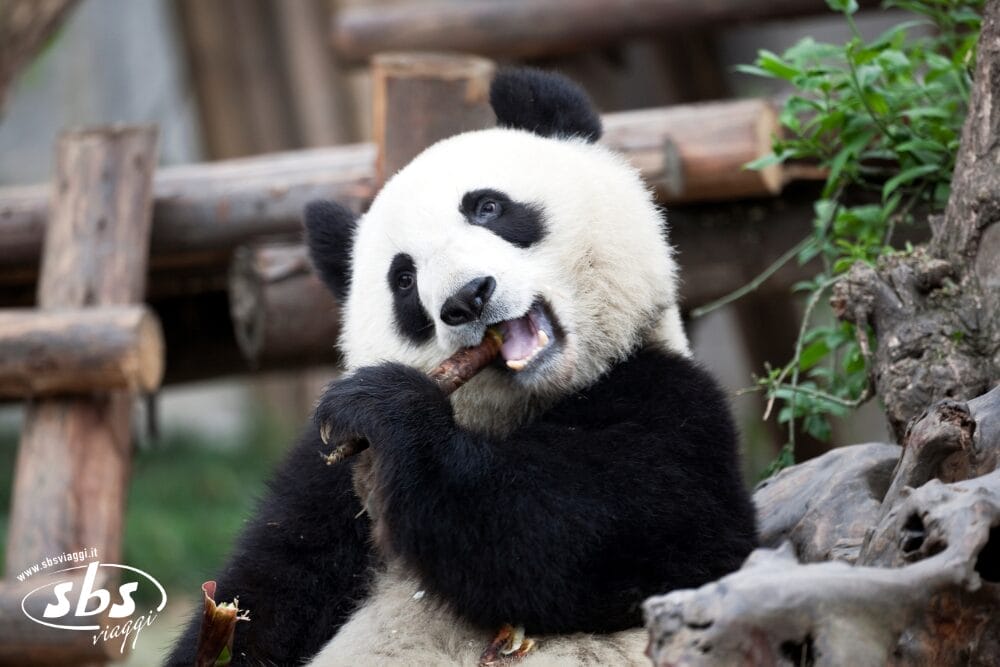 Panda Tour – I Tesori del Sichuan