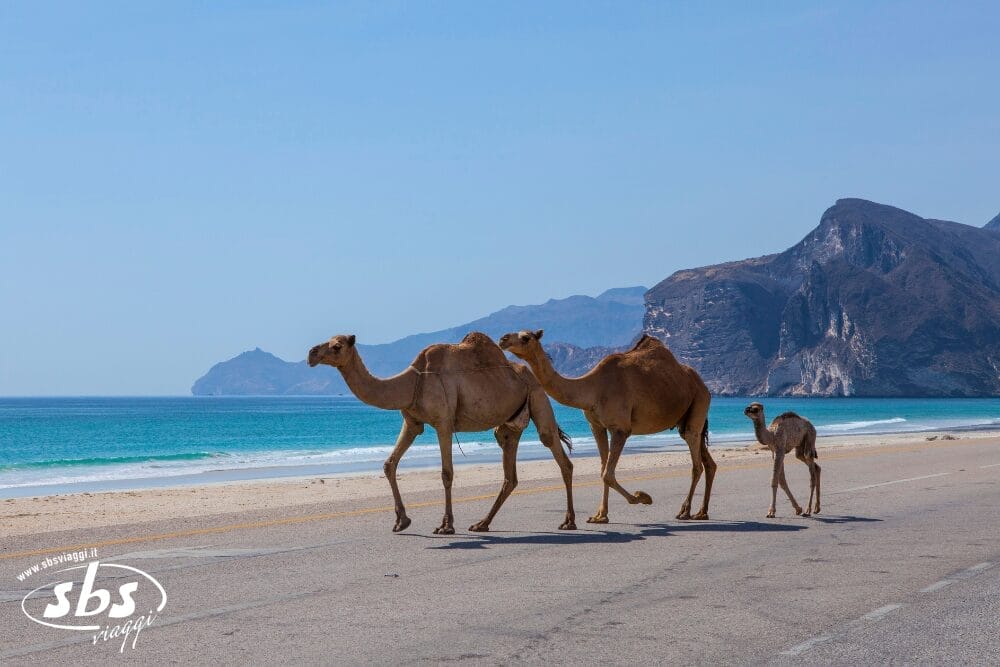 Tre cammelli, tra cui un vitello, camminano lungo una strada costiera asfaltata accanto a un mare turchese e a una spiaggia sabbiosa, con montagne rocciose sullo sfondo sotto un cielo azzurro e limpido: una scena perfetta da immortalare come Bozza automatica.