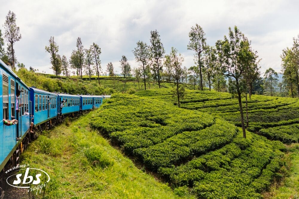 Un treno blu si snoda tra le verdi piantagioni di tè su una collina, con alberi ad alto fusto sparsi sotto un cielo parzialmente nuvoloso. Il paesaggio vibrante e sereno sembra quasi una Bozza automatica che cattura la tranquillità della natura.
