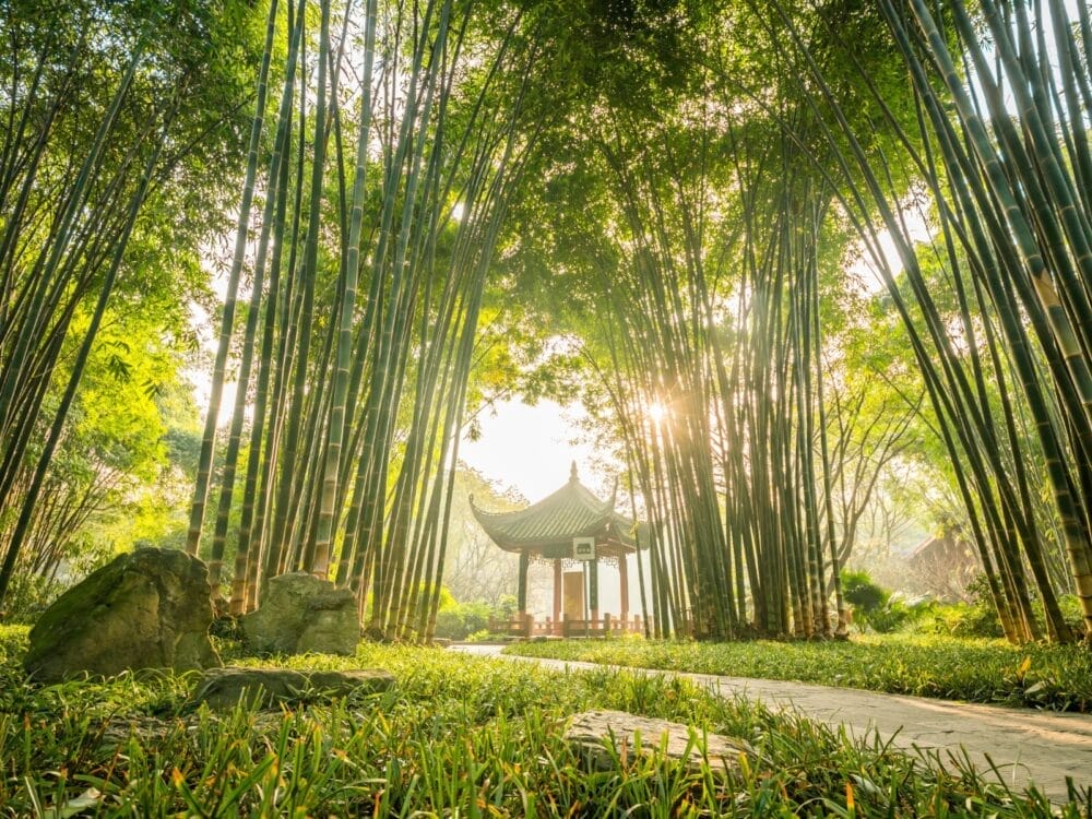 Una foresta di bambù illuminata dal sole con un padiglione tradizionale cinese e un'elegante Lanterna Cinesi al centro, circondata da alti steli di bambù, erba verde e un sentiero di pietra. La luce del sole filtra attraverso gli alberi, creando un'atmosfera serena e tranquilla.
