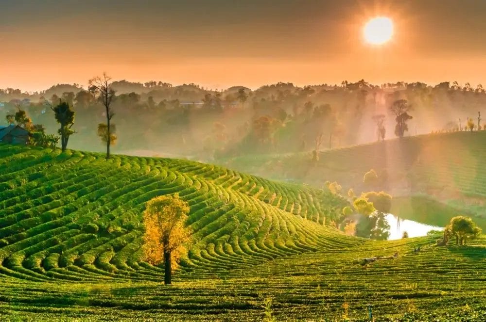 L'alba sui verdi e lussureggianti campi terrazzati della Thailandia, con la luce dorata del sole che attraversa la nebbia e illumina il paesaggio: una scena rurale tranquilla e vibrante, perfetta per il turismo e per scoprire la magia della Thailandia Magica.