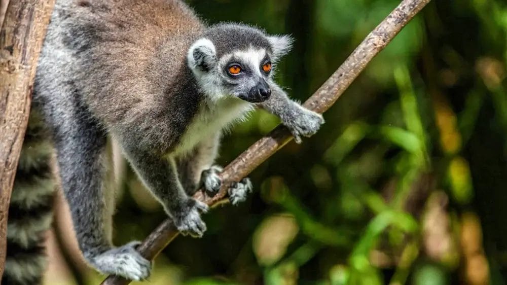Un lemure dalla coda ad anelli con occhi arancioni si aggrappa a un ramo d'albero, circondato da fogliame verde sullo sfondo.