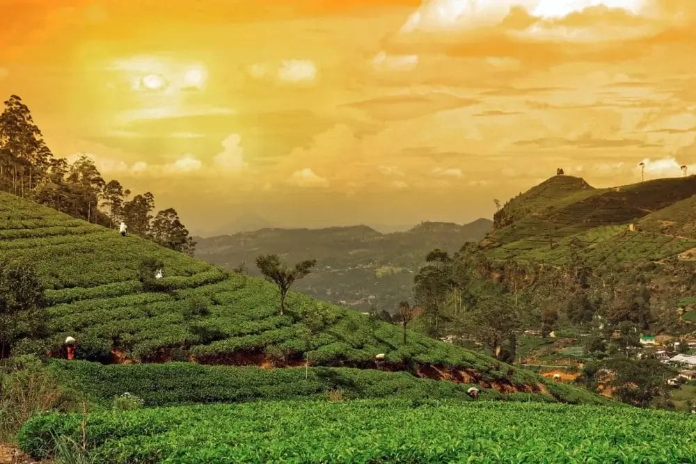 I lavoratori delle piantagioni di tè sono sparsi su colline verdeggianti con filari di piante di tè, immersi nello spirito della natura sotto un cielo arancione al tramonto, con montagne lontane e piccoli edifici visibili sullo sfondo.