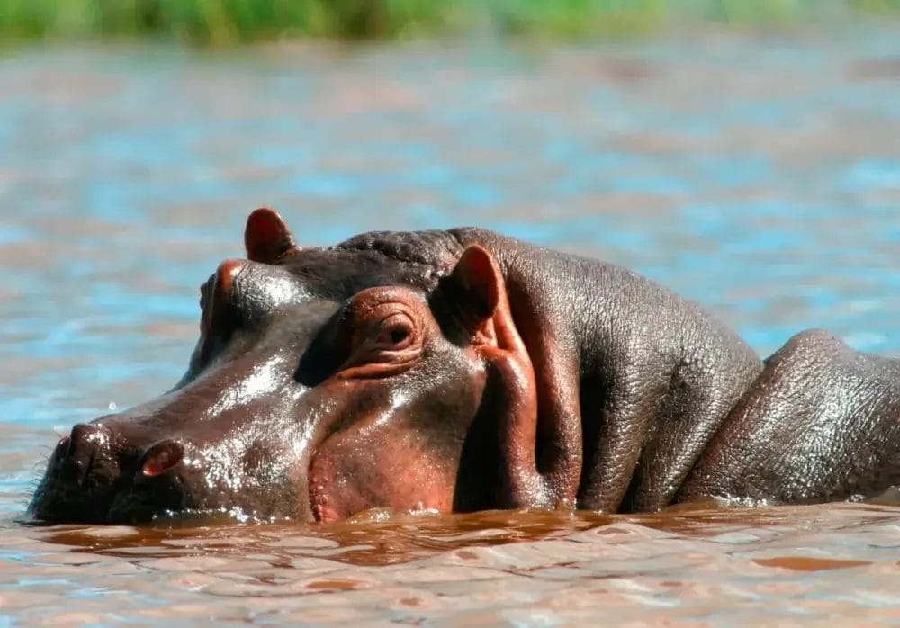 Un ippopotamo parzialmente immerso in un'acqua marroncina, con gli occhi, le orecchie e le narici sopra la superficie. L'erba verde automatica di Bozza è visibile sullo sfondo sfocato.
