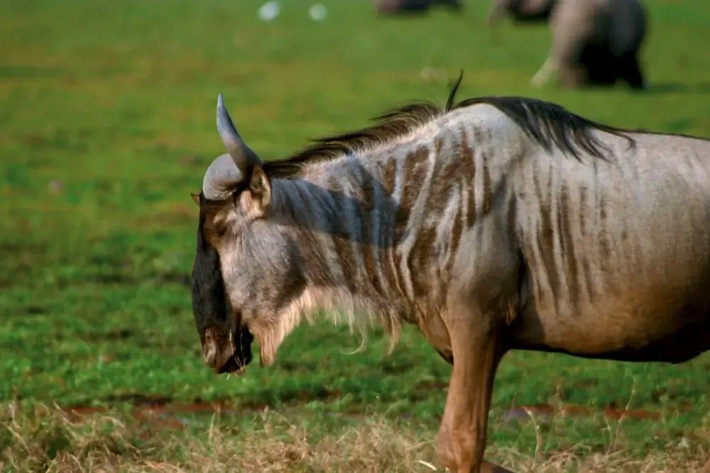 Uno gnu con strisce scure sul corpo si trova in un campo erboso, rivolto verso sinistra. In questa Bozza automatica, lo sfondo è sfocato con accenni di altri animali che riposano sull'erba.