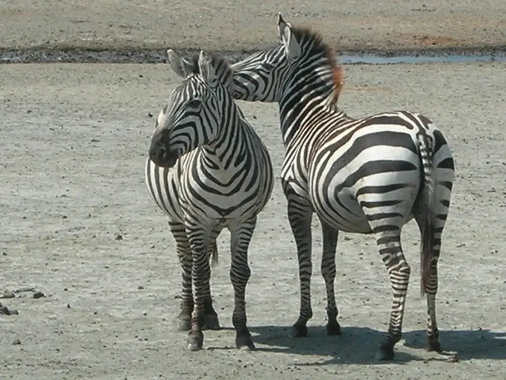 Due zebre si trovano vicine su un terreno asciutto e sabbioso; una è rivolta in avanti, mentre l'altra accarezza delicatamente il collo della compagna, creando una scena commovente degna di un Bozza automatico.