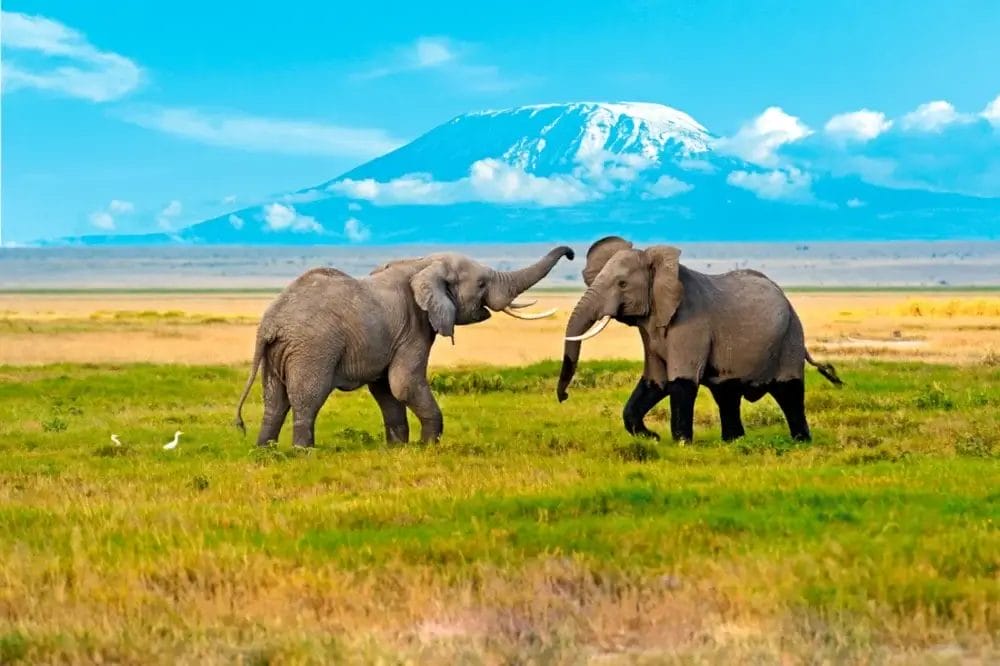 Due elefanti si fronteggiano e si toccano le proboscidi in una savana erbosa, con il monte Kilimanjaro e il cielo azzurro in alto. Uccelli bianchi si posano vicini sull'erba, catturando un momento perfetto come un Bozza automatico della bellezza della natura.