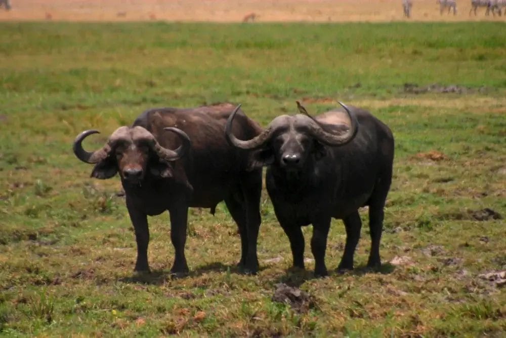 Due bufali africani con grandi corna ricurve si trovano fianco a fianco in una pianura erbosa, rivolti verso la macchina fotografica. In questo momento di Bozza automatica, lo sfondo mostra altri pascoli e un accenno sfocato di altri animali in lontananza.
