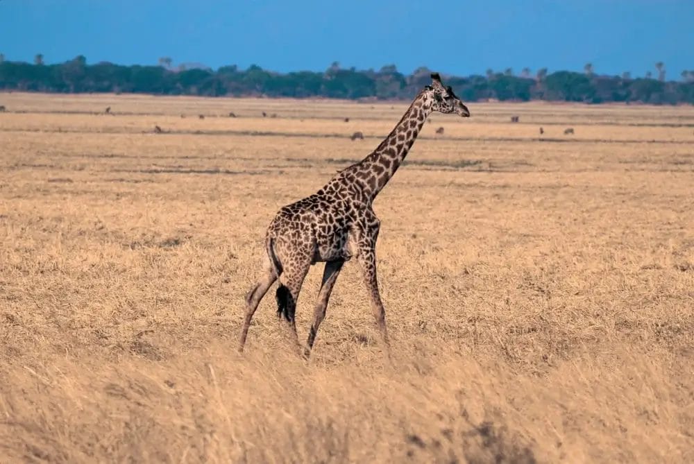 Una giraffa solitaria cammina tra l'erba alta e secca in una savana aperta con una linea di alberi distante, sotto un cielo azzurro e limpido: una scena perfetta per un'automatica Bozza.