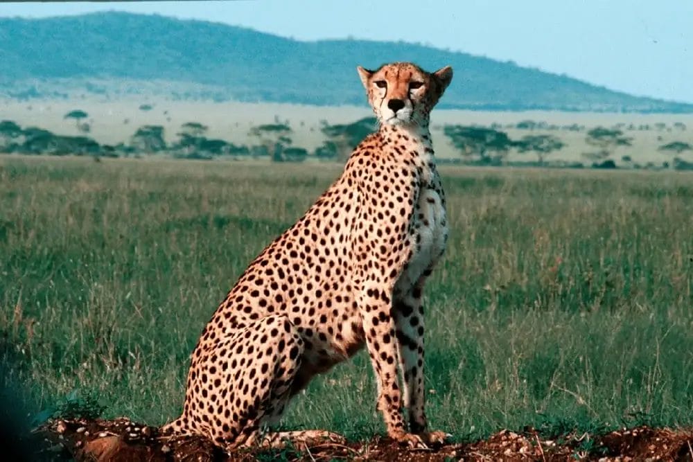 Un ghepardo dal manto maculato siede vigile su una pianura erbosa, con alberi lontani e una collina blu visibile sotto un cielo limpido sullo sfondo: è stato immortalato in un momento di bozza automatica.