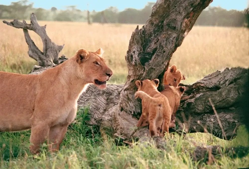 Una leonessa è accanto a due cuccioli di leone che si arrampicano su un tronco d'albero caduto in un paesaggio erboso della savana. I cuccioli appaiono curiosi e giocosi, mentre la leonessa, sempre vigile, rimane all'erta in questa bozza automatica di avventura selvaggia.
