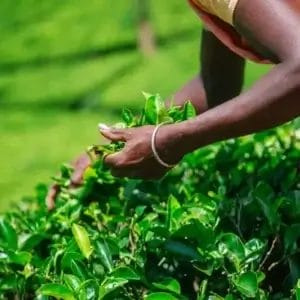 Essenza dello Sri Lanka