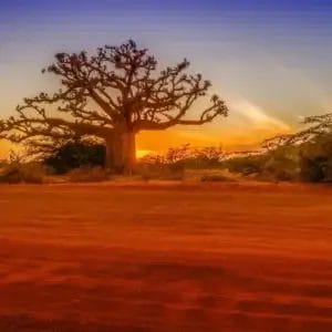 Orizzonti Senegalesi