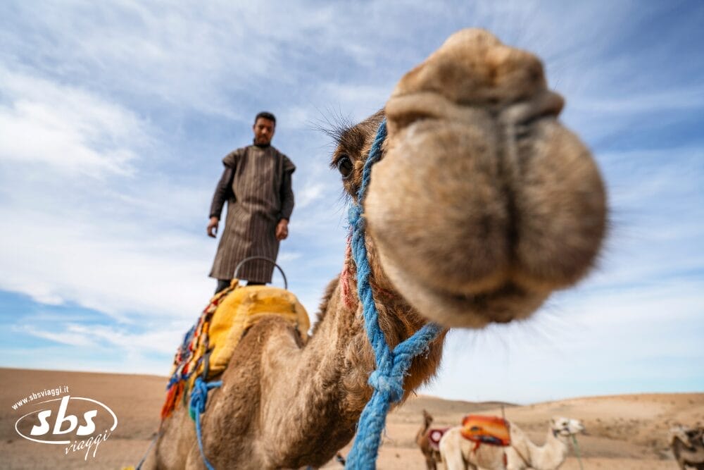 Tour Magia delle Città Imperiali e Notte nel Deserto di Agafay