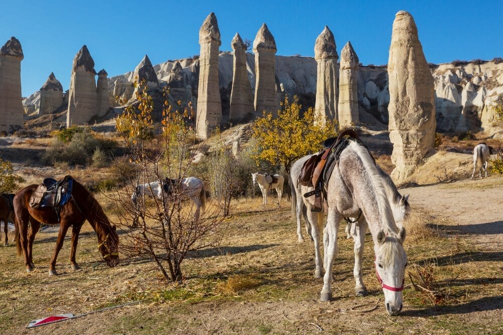 Cavalli pascolano sull'erba secca davanti ad alti e singolari camini delle fate sotto un cielo azzurro e limpido in Cappadocia, Turchia. Alcuni hanno le selle e gli alberi autunnali punteggiano la scena, creando un pittoresco paesaggio di Bozza automatica.