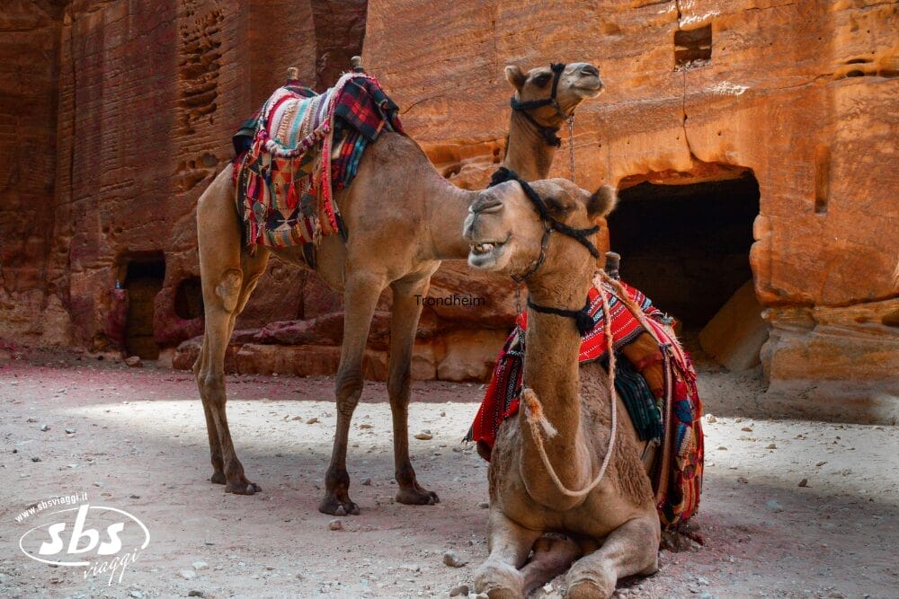 Due cammelli con selle colorate riposano davanti ad antiche costruzioni rocciose di colore arancione; un classico paesaggio giordano, dove un cammello sta in piedi e l'altro si sdraia in uno scenario desertico, perfetto per un'avventura domenicale.