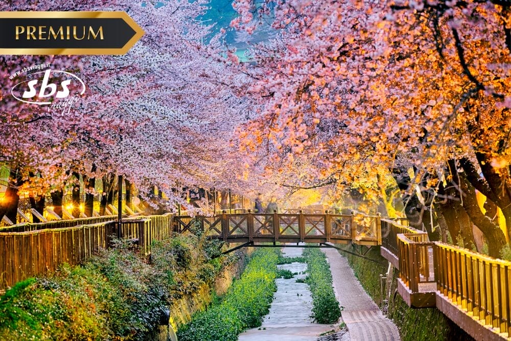 Un sentiero panoramico costeggiato da alberi di ciliegio in fiore su entrambi i lati è caratterizzato da un ponte di legno su uno stretto ruscello, con luci calde che illuminano il percorso. I loghi "PREMIUM", "sbs" e "Bozza automatica" sono visibili nell'immagine.