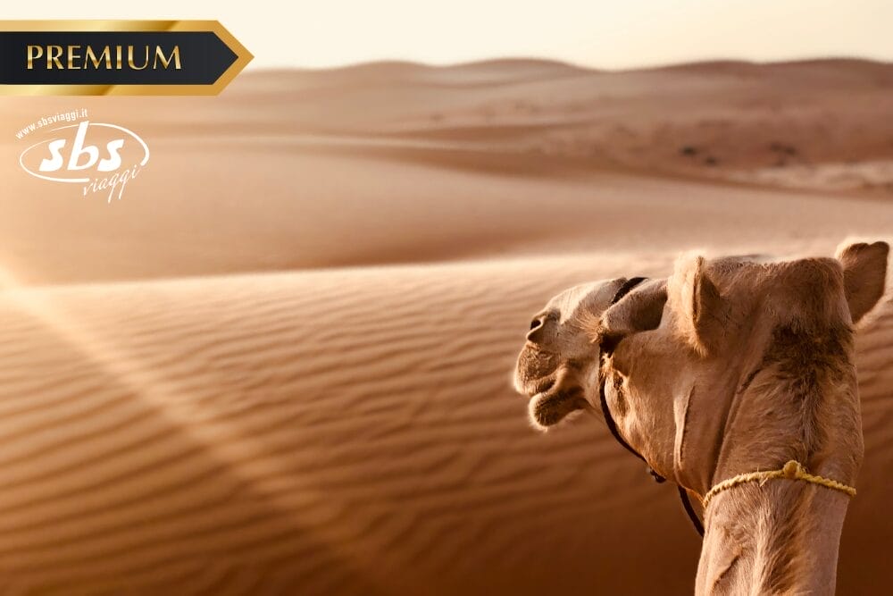 Un cammello con una corda al collo è in primo piano e guarda le vaste dune di sabbia del deserto illuminate dal sole. L'immagine presenta l'etichetta "PREMIUM", il logo "sbs viaggi" e un discreto marchio "Bozza automatica" nell'angolo.