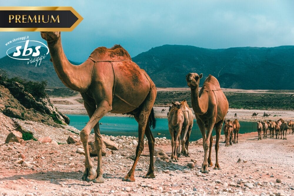 Un gruppo di cammelli cammina lungo un paesaggio roccioso e sabbioso vicino a uno specchio d'acqua con le montagne sullo sfondo. Negli angoli superiori dell'immagine compaiono la scritta "PREMIUM", il logo del viaggio "sbs viaggi" e la scritta "Bozza automatica".