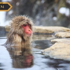 Itinerario Snow Monkeys – Alla Scoperta del Giappone (Piccoli Gruppi)