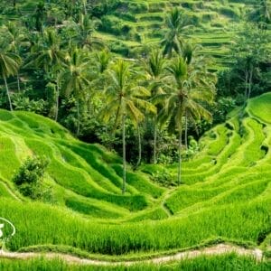 Gran Tour dell’Indonesia: Giava, Bali e Flores