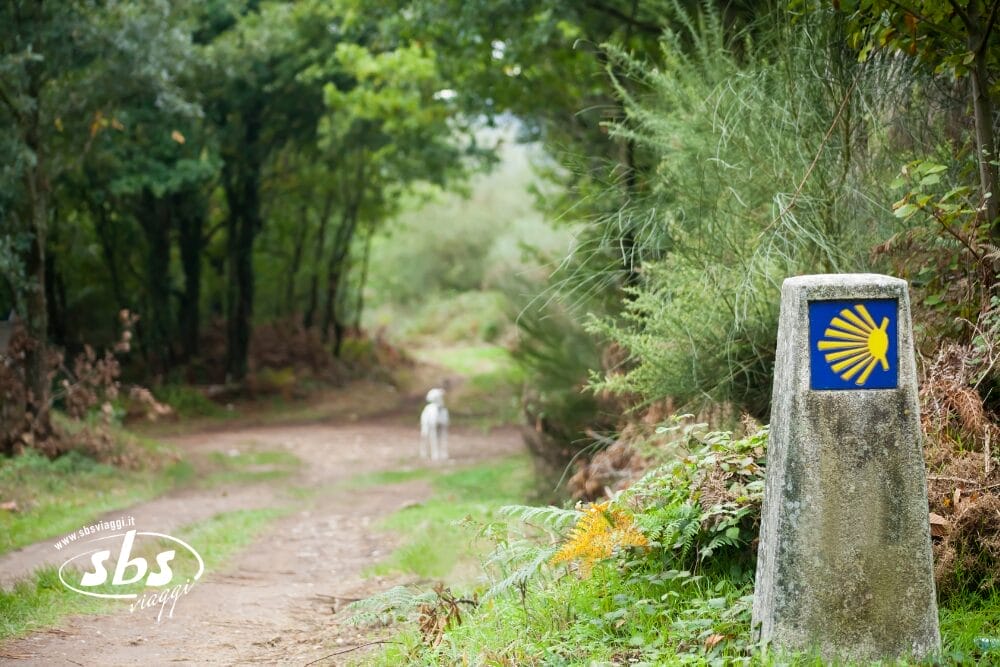 Un sentiero nel bosco con un segnavia in pietra che mostra una conchiglia gialla su sfondo blu, simbolo del Cammino di Santiago. Lungo la Bozza automatica, un cane bianco si trova più avanti nel sentiero, circondato da alberi verdi.