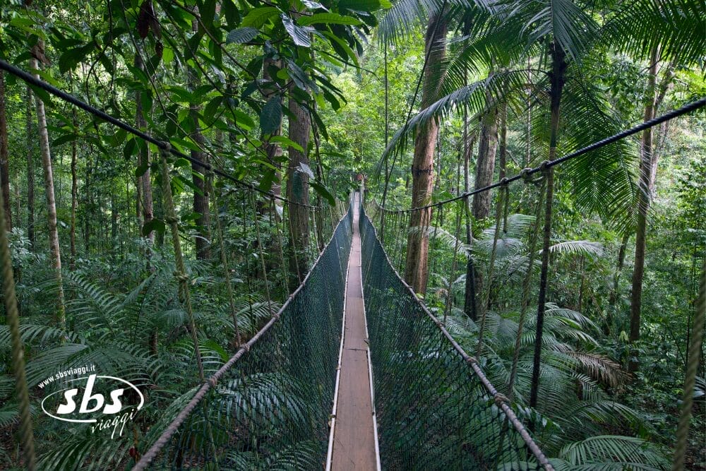 Uno stretto ponte sospeso con reti laterali si estende attraverso la fitta e verdeggiante vegetazione della foresta pluviale della Malesia, circondato da alti alberi e da un fitto sottobosco. Il logo di SBS Viaggi appare nell'angolo in basso a sinistra.