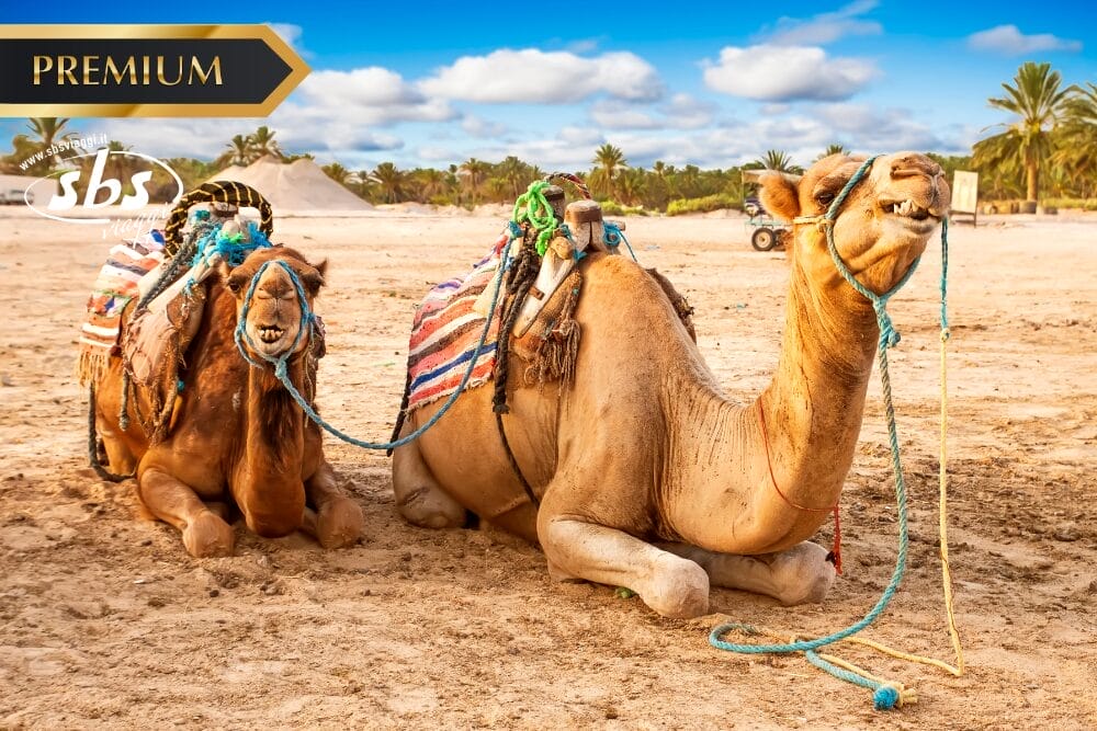 Due cammelli con bardature e coperte colorate riposano su un terreno sabbioso, circondati da palme sotto un cielo azzurro. I loghi "PREMIUM", "sbs" e "Bozza automatica" sono sovrapposti in alto a sinistra.