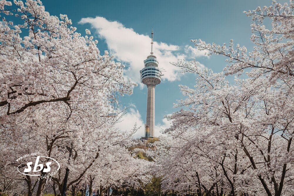 Un'alta torre di osservazione si erge sopra i ciliegi in fiore sotto un cielo blu brillante con nuvole sparse, evocando la bellezza della primavera in Giappone durante un tour in libertà, con fiori rosa e bianchi in piena fioritura.